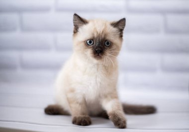 Kedi yavrusu İskoç İngiliz kedisi Burma cüce hayvanlar