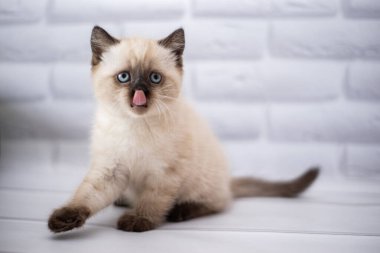 Kedi yavrusu İskoç İngiliz kedisi Burma cüce hayvanlar