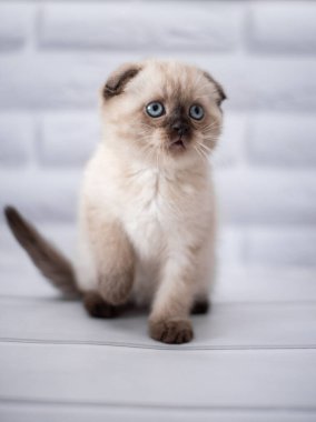 Kedi yavrusu İskoç İngiliz kedisi Burma cüce hayvanlar