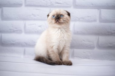 Kedi yavrusu İskoç İngiliz kedisi Burma cüce hayvanlar