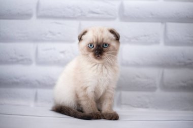 Kedi yavrusu İskoç İngiliz kedisi Burma cüce hayvanlar