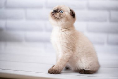 Kedi yavrusu İskoç İngiliz kedisi Burma cüce hayvanlar