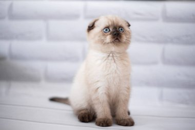 Küçük İskoç kedisi İngiliz kedisi Birmanyalı küçük hayvanlar