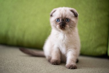 Küçük İskoç kedisi İngiliz kedisi Birmanyalı küçük hayvanlar