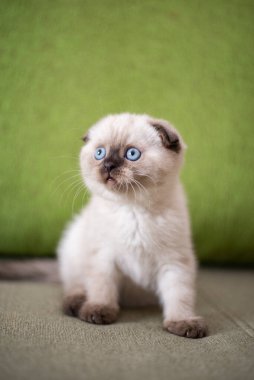 Küçük İskoç kedisi İngiliz kedisi Birmanyalı küçük hayvanlar