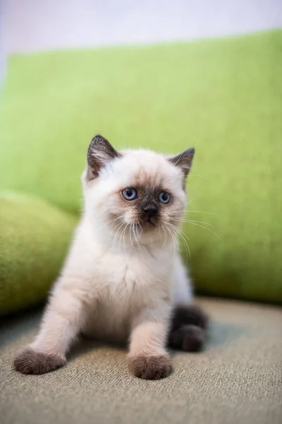 Gatinho Escocês Britânico Gato Birma Munchkin Animais — Fotografia de Stock