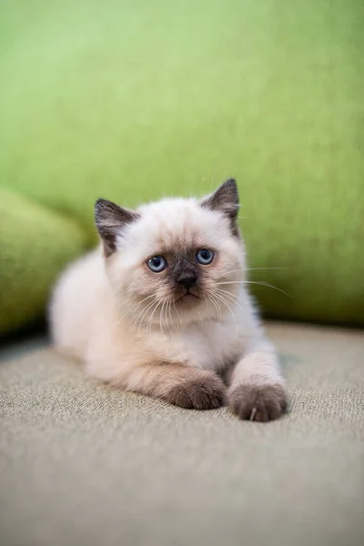 Gatinho Escocês Britânico Gato Birma Munchkin Animais — Fotografia de Stock