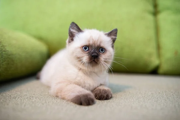 Kitten Scottish British Cat Burma Munchkin Animals — Stock Photo, Image