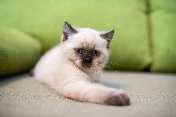 Gatinho Escocês Britânico Gato Birma Munchkin Animais — Fotografia de Stock