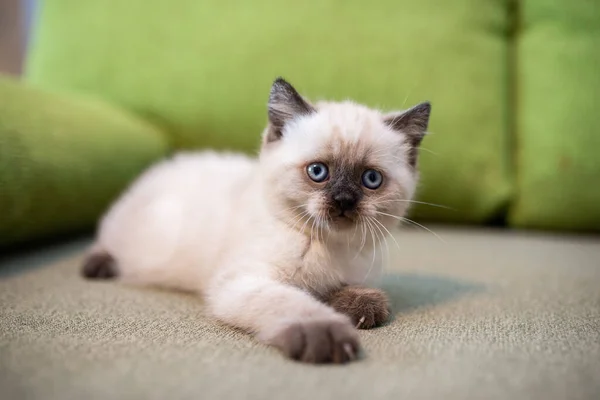 Gatito Escocés Británico Gato Birma Munchkin Animales — Foto de Stock