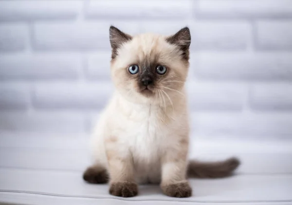 Chaton Écossais Britannique Chat Birmanie Munchkin Animaux — Photo