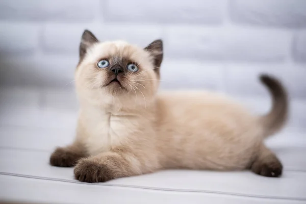 Chaton Écossais Britannique Chat Birmanie Munchkin Animaux — Photo