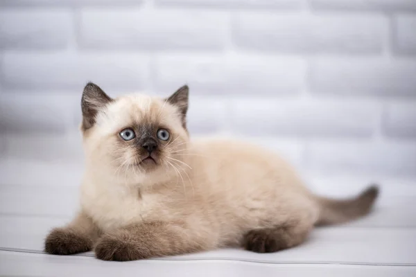 Gatito Escocés Británico Gato Birma Munchkin Animales — Foto de Stock