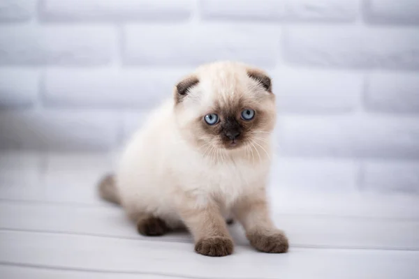 Gatinho Escocês Britânico Gato Birma Munchkin Animais — Fotografia de Stock