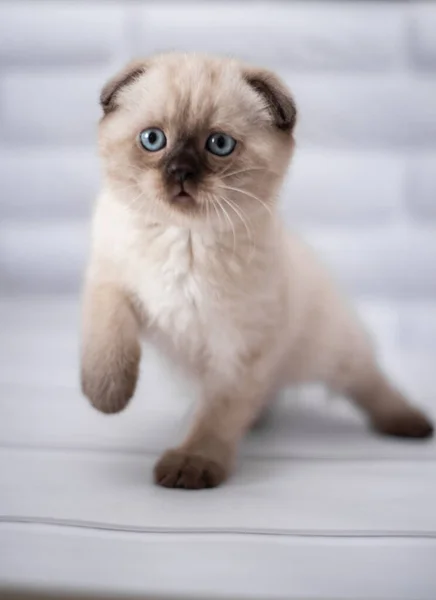 Gatinho Escocês Britânico Gato Birma Munchkin Animais — Fotografia de Stock