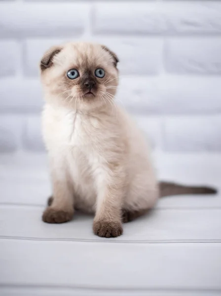 Gatinho Escocês Britânico Gato Birma Munchkin Animais — Fotografia de Stock