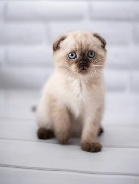 Gatinho Escocês Britânico Gato Birma Munchkin Animais — Fotografia de Stock