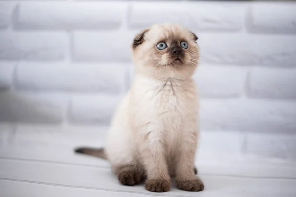 Gatinho Escocês Britânico Gato Birmanês Munchkin Animais — Fotografia de Stock