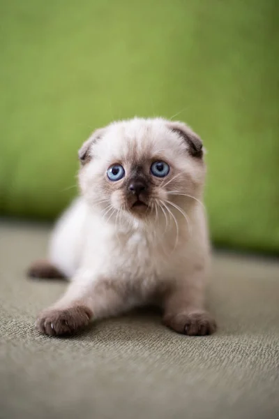 Gattino Gatto Scozzese Britannico Burmese Munchkin Animali — Foto Stock