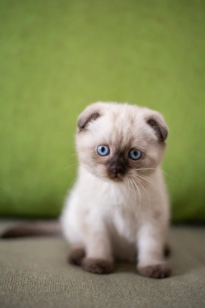 Gatinho Escocês Britânico Gato Birmanês Munchkin Animais — Fotografia de Stock