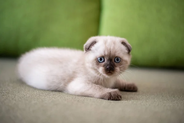 Gatinho Escocês Britânico Gato Birmanês Munchkin Animais — Fotografia de Stock