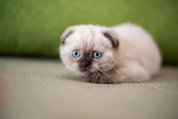 Gatinho Escocês Britânico Gato Birmanês Munchkin Animais — Fotografia de Stock