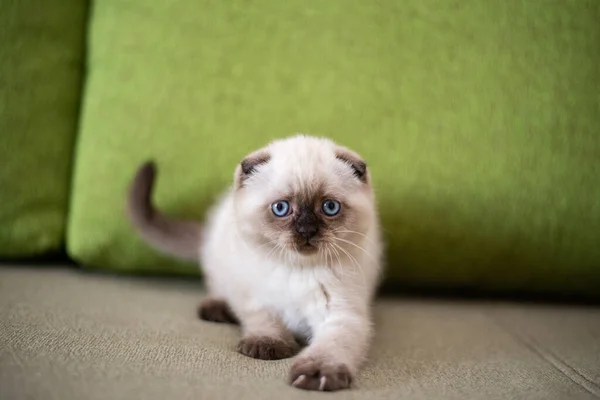 Gatinho Escocês Britânico Gato Birmanês Munchkin Animais — Fotografia de Stock