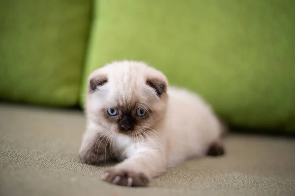 Gatinho Escocês Britânico Gato Birmanês Munchkin Animais — Fotografia de Stock