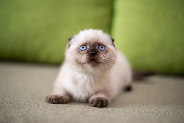 Gattino Gatto Scozzese Britannico Burmese Munchkin Animali — Foto Stock