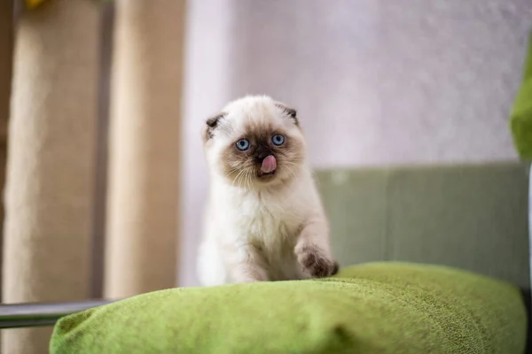 Gatinho Escocês Britânico Gato Birma Munchkin Animais Fotografia De Stock