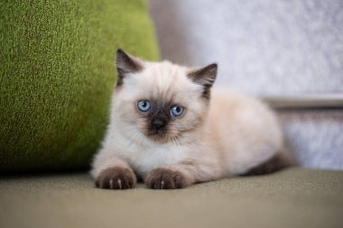 Kedi yavrusu İskoç İngiliz kedisi Burma cüce hayvanlar