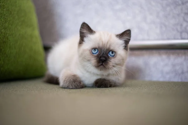 Gatinho Escocês Britânico Gato Birma Munchkin Animais — Fotografia de Stock