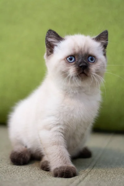 Chaton Écossais Britannique Chat Birmanie Munchkin Animaux — Photo