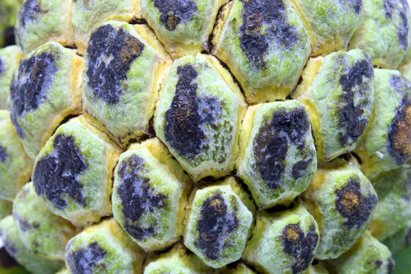 Detail Van Annona Squamosa Fruit Ook Bekend Als Pinha Fruta — Stockfoto