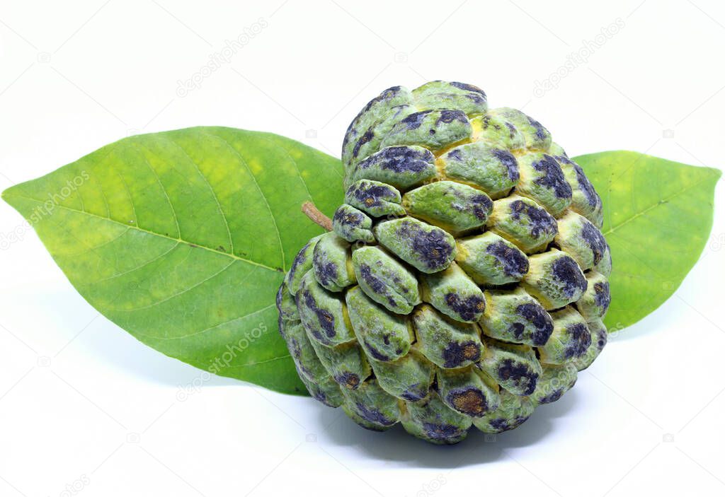 Annona squamosa fruit also known as 