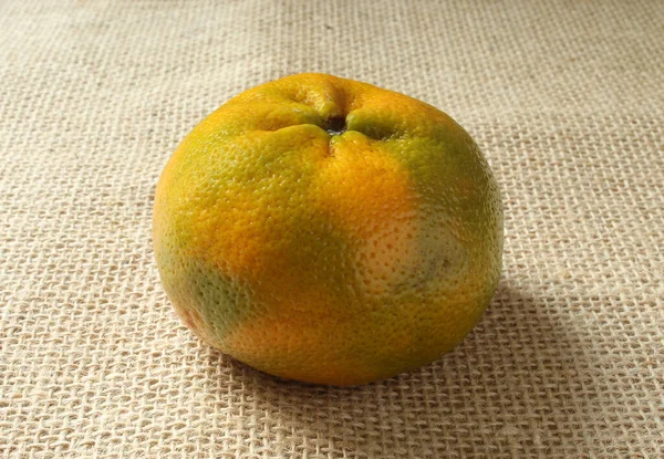 甜菜水果 在巴西也被称为 橙子丁香 — 图库照片
