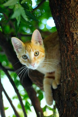 Ağacın tepesindeki sarı kedi. Hayvan kurtarılmayı bekliyor..