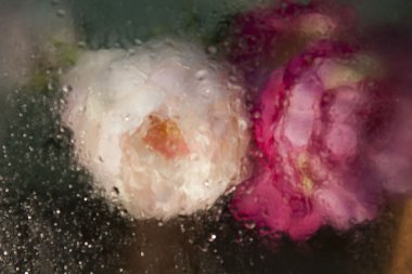 Hala camın ardında