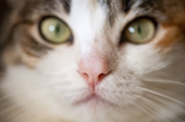 makro kedi burun dokusu yakın çekim