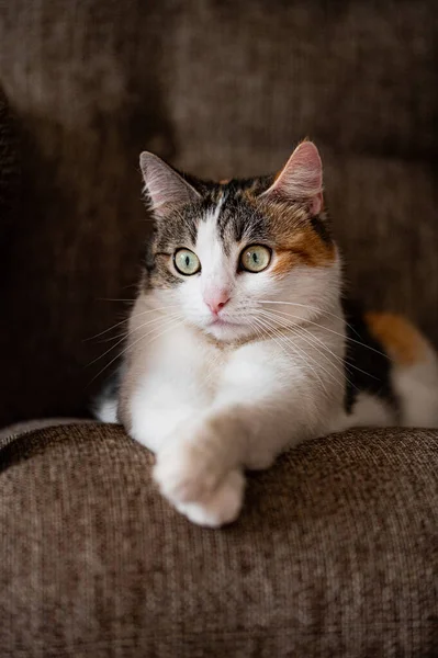 Porträt Einer Schönen Hauskatze Die Auf Einem Stuhl Liegt — Stockfoto