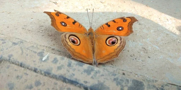 印度美丽的孔雀花蝴蝶 — 图库照片