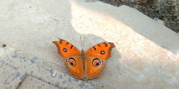 Schöne Pfauenauge Stiefmütterchen Schmetterling Indien — Stockfoto