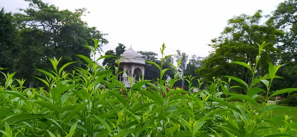 Vacker Frodig Grön Begum Hazrat Mahal Park Lucknow Uttar Pradesh — Stockfoto