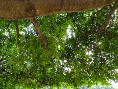 Aşağıdan güzel yemyeşil büyük ağaç manzarası 