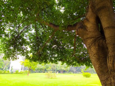 Aşağıdan güzel yemyeşil büyük ağaç manzarası 