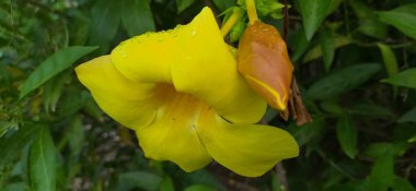 Güzel sarı çiçek Allamanda katarka ya da altın trompet çiçeği