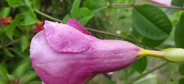 Krásná Fialová Květina Allamanda Blanchetii Nebo Fialová Allamanda Nebo Fialová — Stock fotografie