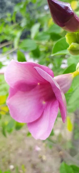 Beautiful Purple Flower Allamanda Blanchetii Purple Allamanda Violet Allamanda — Stock Photo, Image