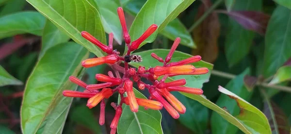 Hamelia Patens Flowers Firebush Hummingbird Bush Scarlet Bush — Stock Photo, Image