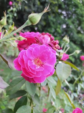 Güzel pembe gül yemyeşil bahçede 